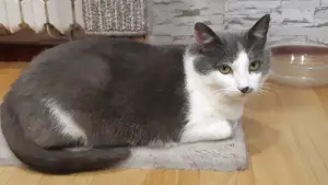 Чудесная кошечка в дар