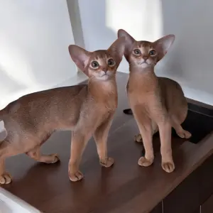 Абиссинский котёнок
