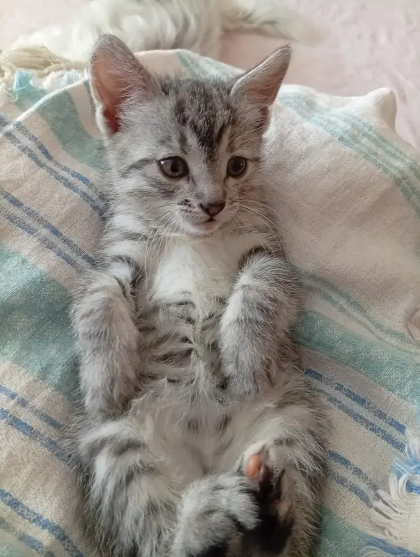 Котенок срочно ищет дом или передержку
