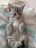 Котенок срочно ищет дом или передержку