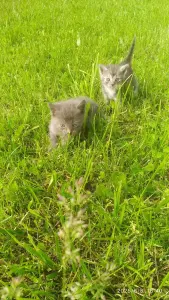 Котята в дар
