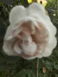 PALOMA99