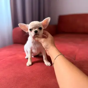 Мальчик чихуахуа