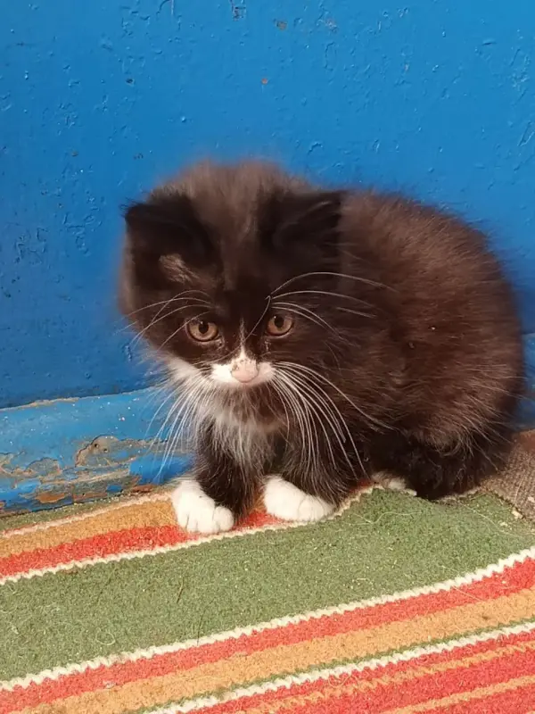 Котята в дар