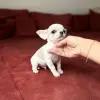 Чихуахуа