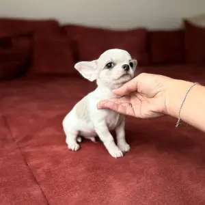 Чихуахуа