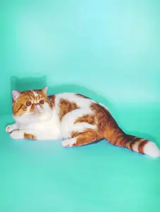 Породистый кот даром из питомника