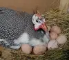 Яйцо цесарки