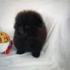 Померанский шпиц