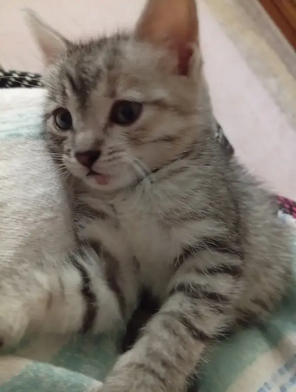 Котенок срочно ищет дом или передержку