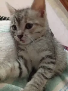 Котенок срочно ищет дом или передержку