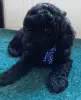 Щенок карликового пуделя
