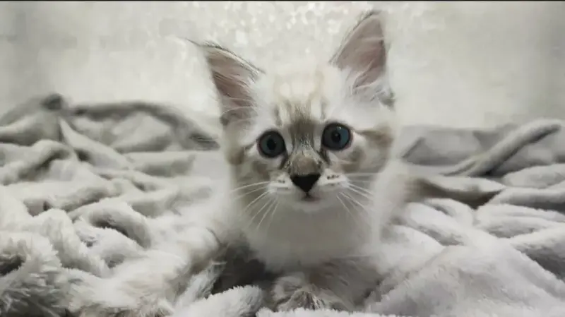 Котята породы Невская Маскарадная