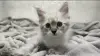 Котята породы Невская Маскарадная