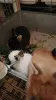 Декоративные крольчата