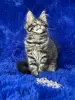 Мейн-кун котята