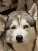 Вязка хаски