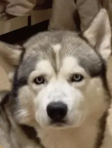 Вязка хаски