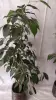 Фикусы разные 