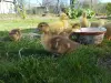 Индоутята мускусные утята