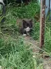 Котята в дар