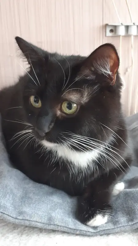 Кастрированный молодой котик в дар