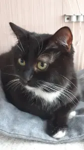 Кастрированный молодой котик в дар