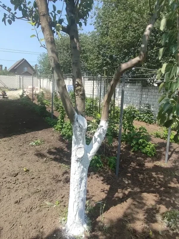 Дом