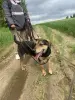 Метис эстонской гончей ищет дом