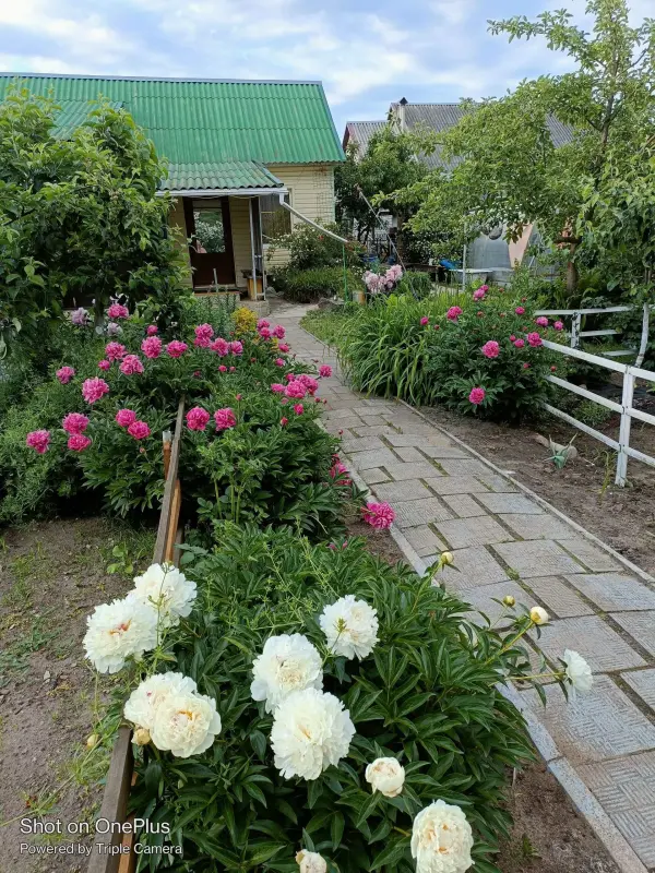 Цветы