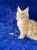 Мейн-кун котята
