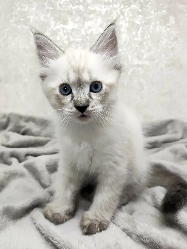 Котята породы Невская Маскарадная