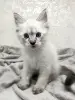 Котята породы Невская Маскарадная