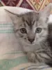 Котенок срочно ищет дом или передержку