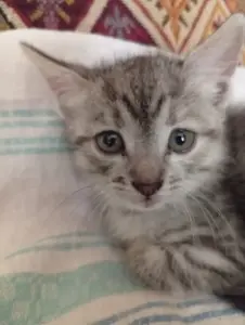 Котенок срочно ищет дом или передержку