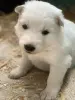 Щенки Белой Швейцарской Овчарки