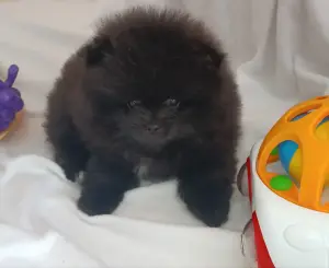 Померанский шпиц