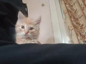 Котенок бесплатноБрест