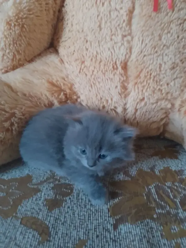 британские котята