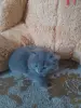 британские котята