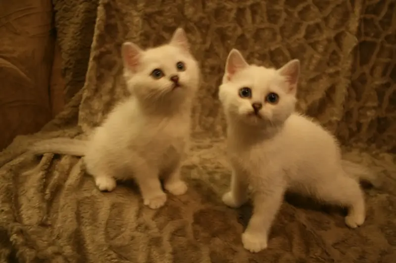 Шотландские котята (Скотиш страйт)