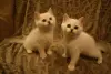 Шотландские котята (Скотиш страйт)