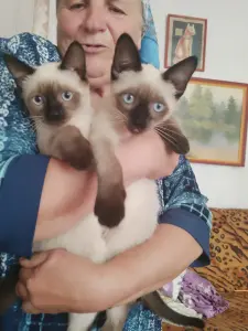 Котята сиамцы