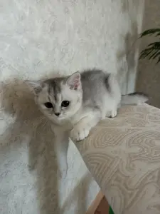 Шотландец мальчик