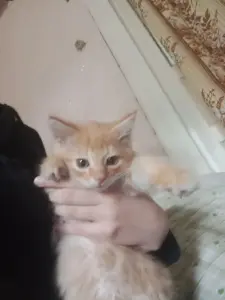 Котенок бесплатноБрест