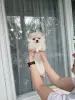 Щенки