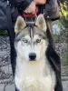 Щенок хаски в добрые руки