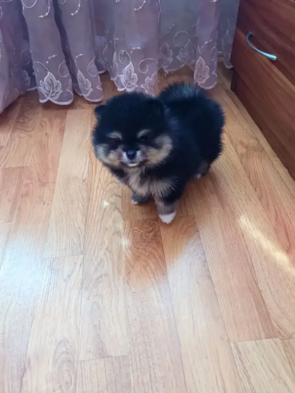 Девочка померанского шпица