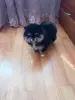Девочка померанского шпица