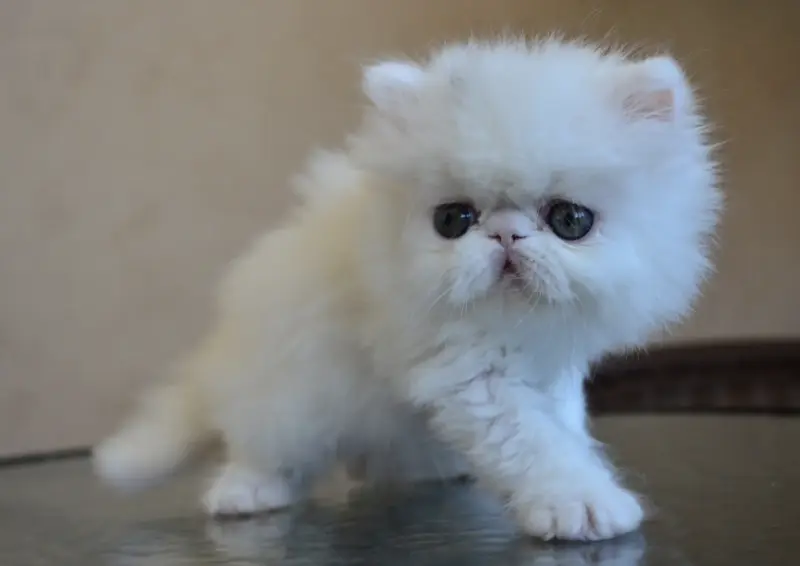 Персидские котята